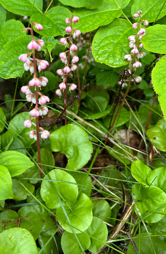 bog wintergreen