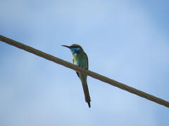 Merops cyanophrys