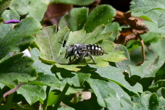 Anthidium maculosum