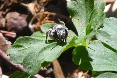Anthidium maculosum