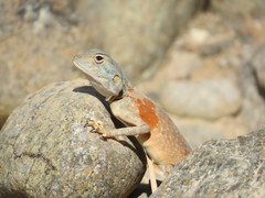 Pseudotrapelus jensvindumi