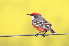 Epthianura tricolor