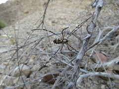 Argiope sector