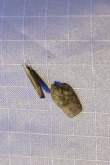 Flatoidinus punctatus