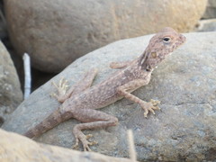 Pseudotrapelus jensvindumi