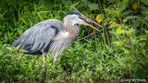 Great Blue Heron photographed in Virginia
