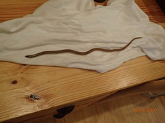 Ophisaurus compressus