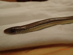 Ophisaurus compressus