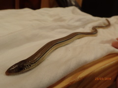 Ophisaurus compressus