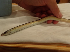 Ophisaurus compressus