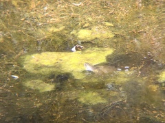 Actinemys marmorata pallida