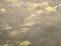 Actinemys marmorata pallida