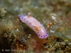 Hypselodoris