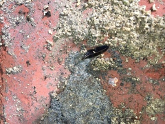 Newzealandia
