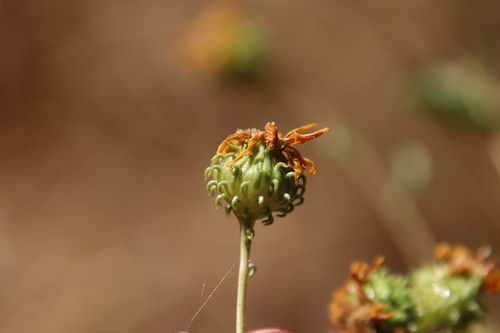Image of Grindelia hallii by (c) Millie Basden, some rights reserved (CC BY)