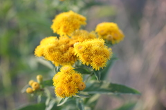 Pentanema germanicum