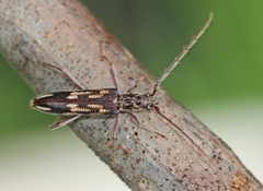 Coptocercus rubripes