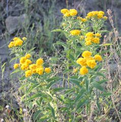 Pentanema germanicum