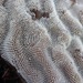 Cheilostomatid Bryozoans - Photo (c) dlbowls, some rights reserved (CC BY-NC), uploaded by dlbowls