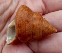 Calliostoma gloriosum