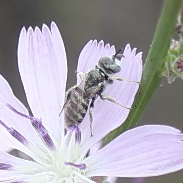 Perdita hirticeps