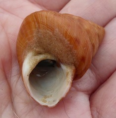 Calliostoma gloriosum