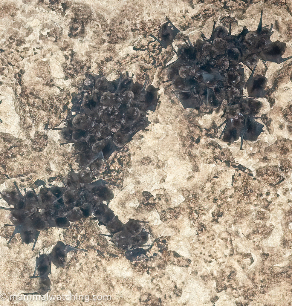 Barbados Myotis