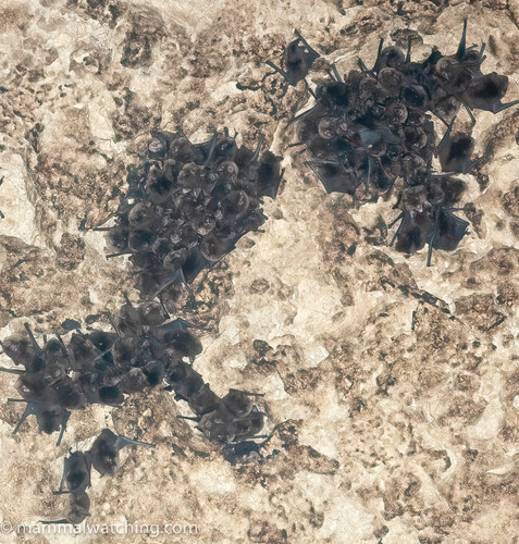 Silky Cave Myotis (Myotis nyctor) — Vulnerable Mammalia