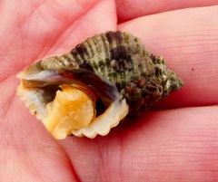 Paciocinebrina circumtexta