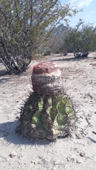 Melocactus curvispinus