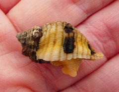 Paciocinebrina circumtexta