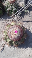 Melocactus curvispinus