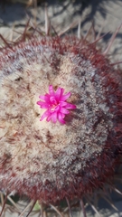 Melocactus curvispinus