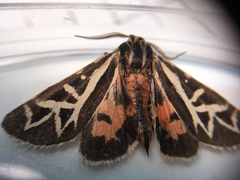 Apantesis williamsii