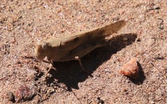 Trimerotropis thalassica