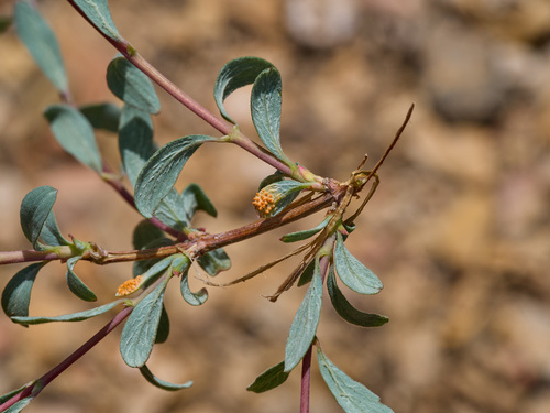 Puccinia crandallii observed 2025-06-16