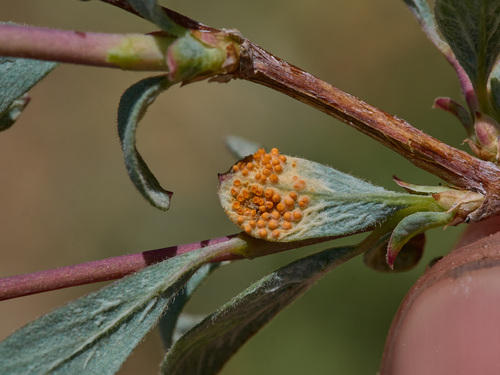 Puccinia crandallii in life