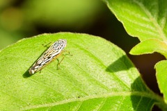 Graphocephala edwardsii
