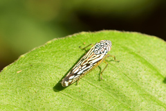 Graphocephala edwardsii