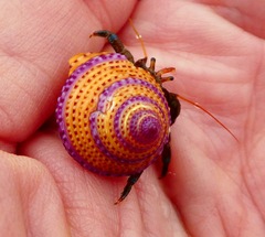 Calliostoma annulatum