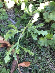 Puccinia lagenophorae
