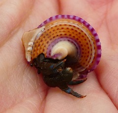Calliostoma annulatum