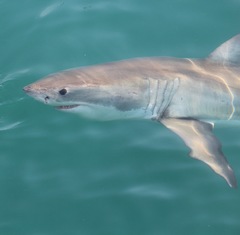 Carcharodon carcharias