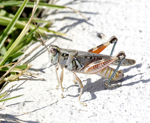 Melanoplus occidentalis (Thomas, 1872)