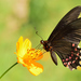 Mariposa Cometa de Manchas Rosas - Photo (c) Ricardo Arredondo T., algunos derechos reservados (CC BY-NC)
