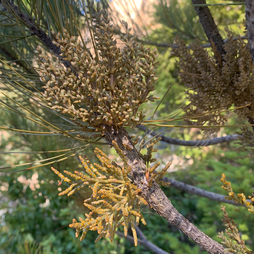 Knobcone Pine Dwarf-Mistletoe (Arceuthobium siskiyouense)