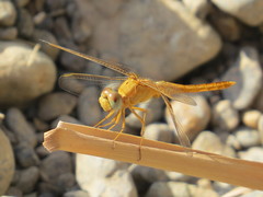 Crocothemis
