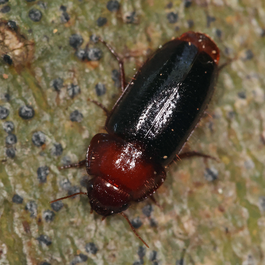 Western False-form Beetles