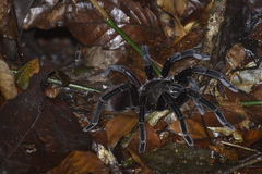 Sericopelma