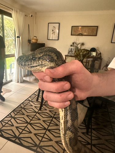 Coastal Carpet Python sighting